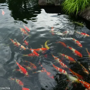 Japońskie ryby koi
