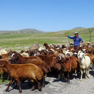 Kurdyjski pasterz i jego stado na stokach Aragac