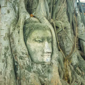 Ajutthaja. Świątynia Wat Mahathat. Słynne drzewo obrastające kamienną głowę Buddy