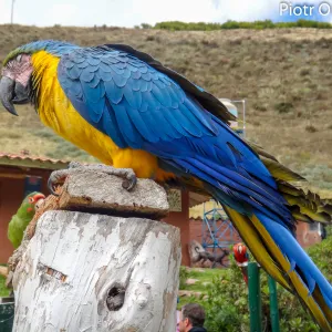 Kolorowa papuga, Ara ararauna, Urubamba