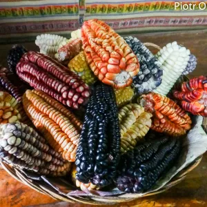 Różne rodzaje kukurydzy peruwiańskiej, Urubamba