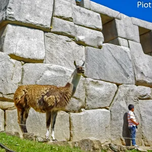 Lama pod świątynią trzech okien na Machu Picchu